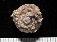 印度近冠海膽藏品圖，第1張