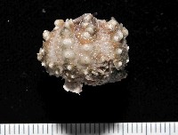 印度近冠海膽藏品圖，第3張