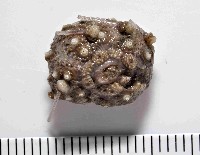 印度近冠海膽藏品圖，第4張