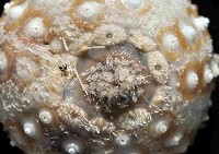 印度近冠海膽藏品圖，第2張