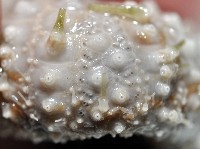 未知種盾冠海膽藏品圖，第3張