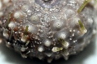 未知種盾冠海膽藏品圖，第4張