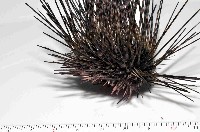 刺冠海膽藏品圖，第3張