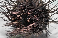 刺冠海膽藏品圖，第4張