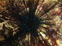 沙氏(藍環)冠海膽藏品圖，第1張