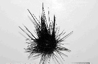 沙氏(藍環)冠海膽藏品圖，第3張