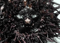 沙氏(藍環)冠海膽藏品圖，第4張