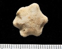 擬淺盤步海燕藏品圖，第1張