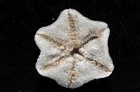 擬淺盤步海燕藏品圖，第2張