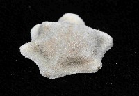 擬淺盤步海燕藏品圖，第3張