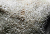 擬淺盤步海燕藏品圖，第4張