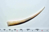 黃光象牙貝藏品圖，第1張