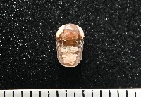 奇妙摩氏球馬陸藏品圖，第5張