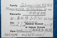 奇妙摩氏球馬陸藏品圖，第7張