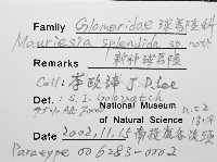 奇妙摩氏球馬陸藏品圖，第8張