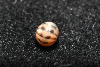 金色木球馬陸藏品圖，第2張