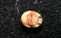 金色木球馬陸藏品圖，第3張