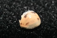 金色木球馬陸藏品圖，第4張