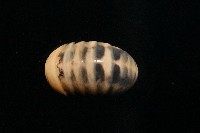金色木球馬陸藏品圖，第4張