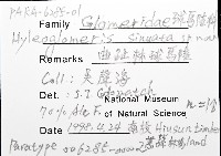 曲趾木球馬陸藏品圖，第8張