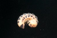 近條紋木球馬陸藏品圖，第4張