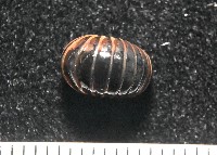 條紋木球馬陸藏品圖，第3張