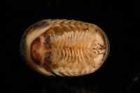 條紋木球馬陸藏品圖，第5張
