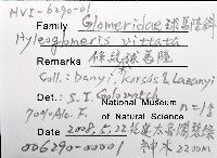 條紋木球馬陸藏品圖，第12張
