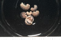 條紋木球馬陸藏品圖，第4張