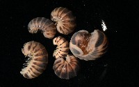條紋木球馬陸藏品圖，第5張