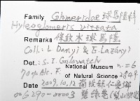 條紋木球馬陸藏品圖，第8張