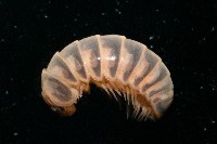 條紋木球馬陸藏品圖，第3張