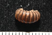 條紋木球馬陸藏品圖，第4張