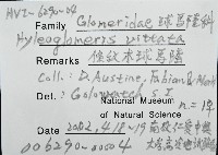 條紋木球馬陸藏品圖，第8張