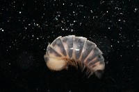條紋木球馬陸藏品圖，第3張