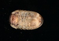 條紋木球馬陸藏品圖，第4張