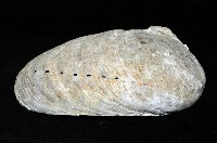 平滑鮑螺藏品圖，第2張