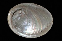 平滑鮑螺藏品圖，第4張