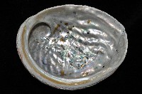 紐西蘭鮑螺藏品圖，第3張