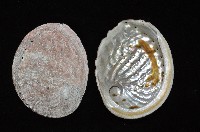 紐西蘭鮑螺藏品圖，第4張