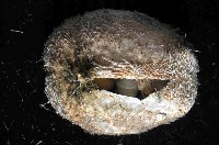 未知種高星海膽藏品圖，第4張