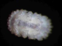 未知種瘤潮蟲藏品圖，第2張