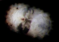 未知種瘤潮蟲藏品圖，第3張