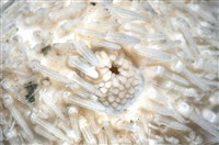 艾氏鋸海膽藏品圖，第4張