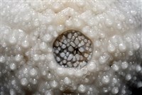 艾氏鋸海膽藏品圖，第5張