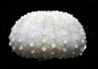艾氏鋸海膽藏品圖，第6張