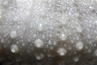 艾氏鋸海膽藏品圖，第7張