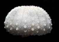 艾氏鋸海膽藏品圖，第8張