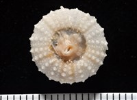 艾氏鋸海膽藏品圖，第10張