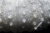 艾氏鋸海膽藏品圖，第11張